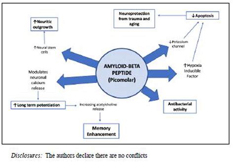 beta-amyloid protein|What is the Physiological Function of Amyloid.